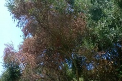 Domaine de Petricajola