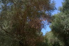 Domaine de Petricajola