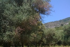 Domaine de Petricajola