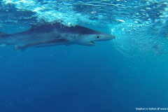 Requin peau bleue Bastia