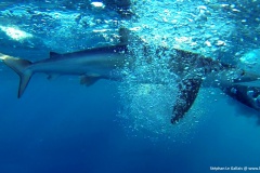Requin peau bleue Bastia