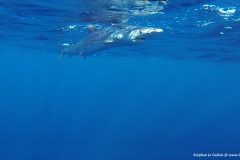 Requin peau bleue Bastia