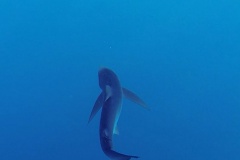 Requin peau bleue Bastia