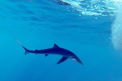 Requin peau bleue Bastia