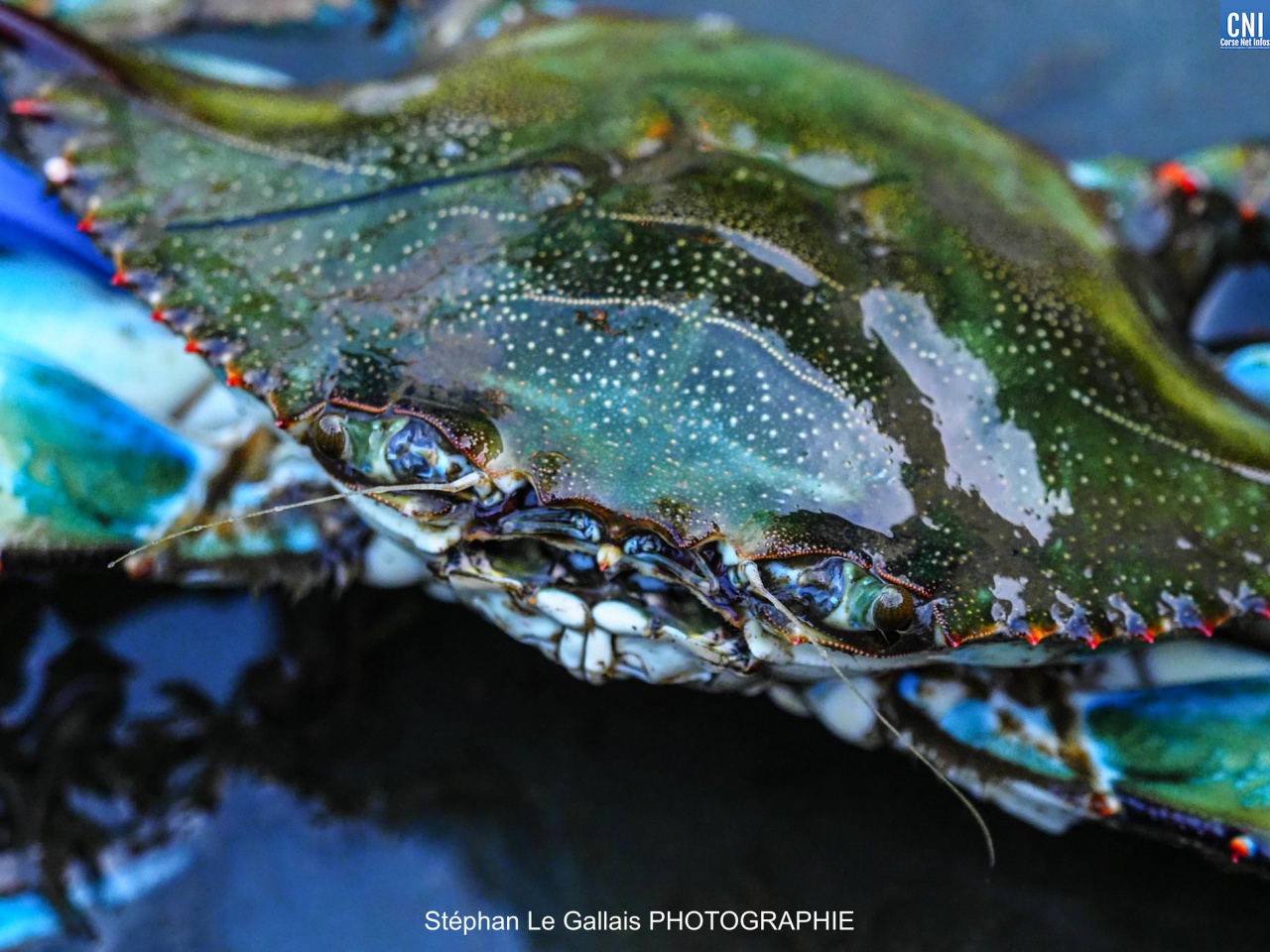 Crabe bleu