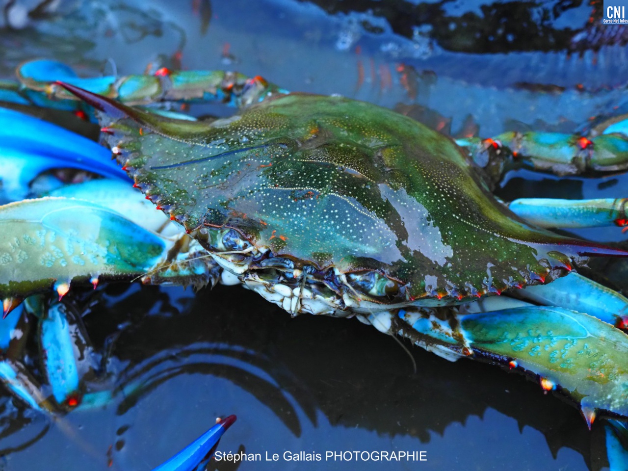 Crabe bleu