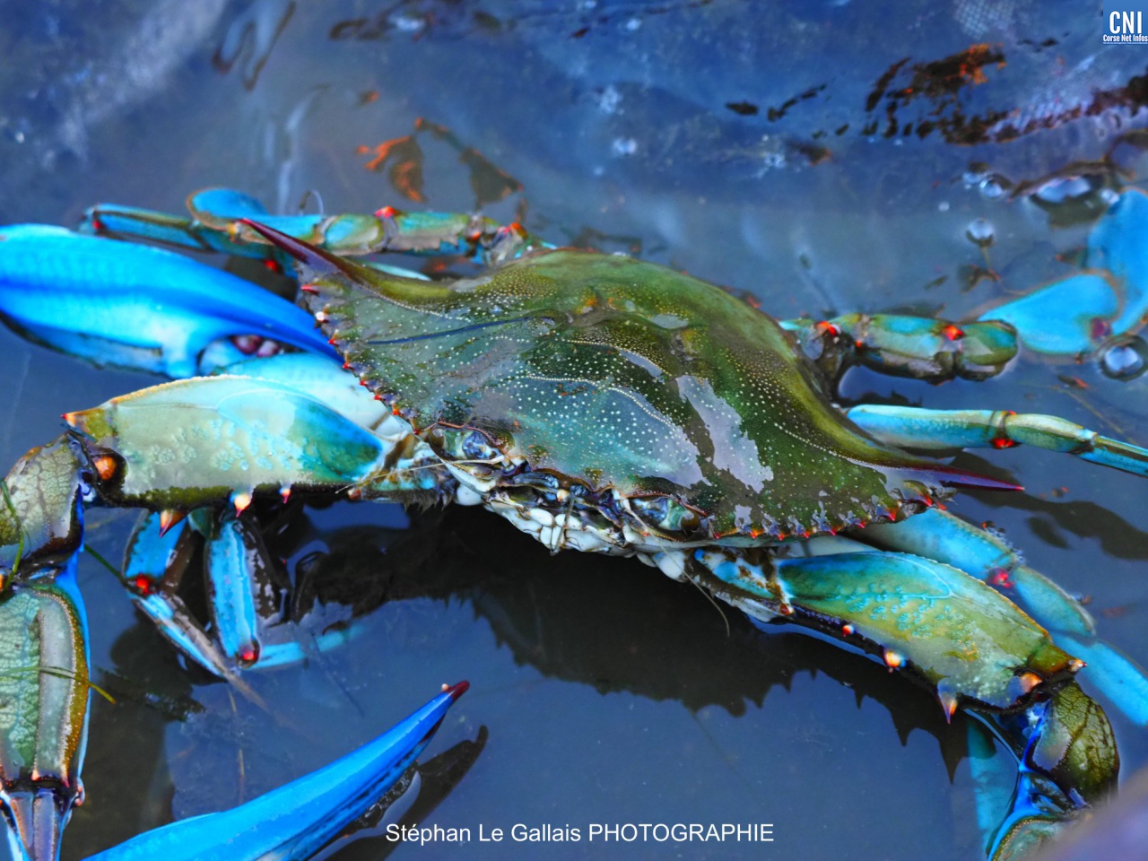 Crabe bleu