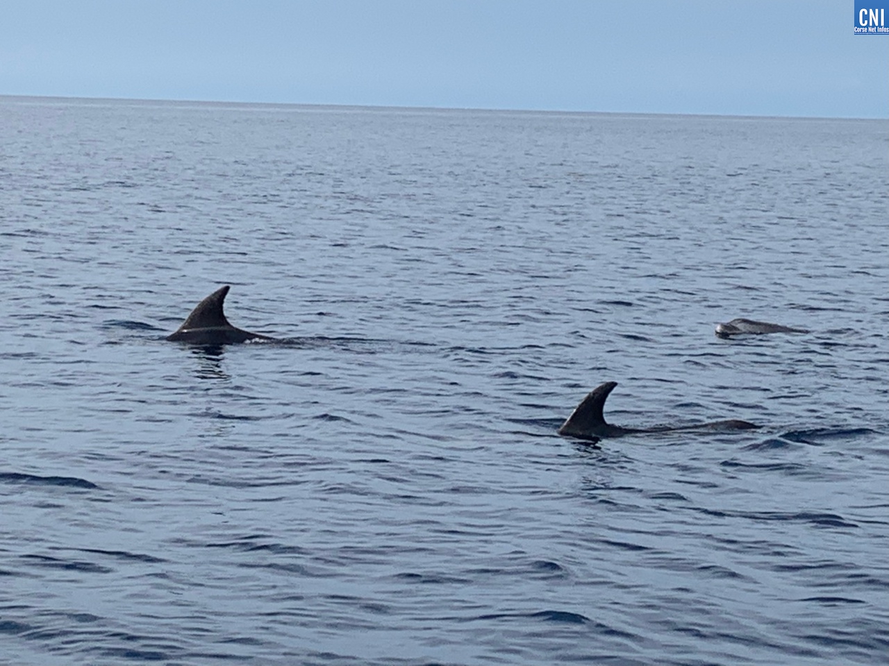 Les dauphins de Calvi
