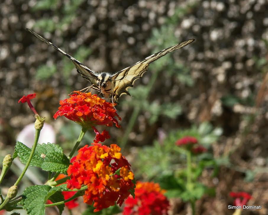 Papillons de nos jardins et de nos chemins