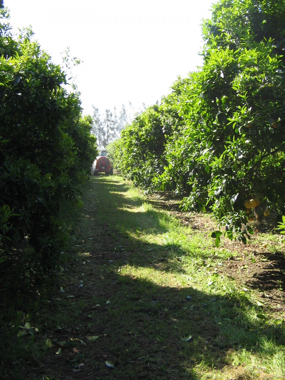 Lycée agricole de Borgo
