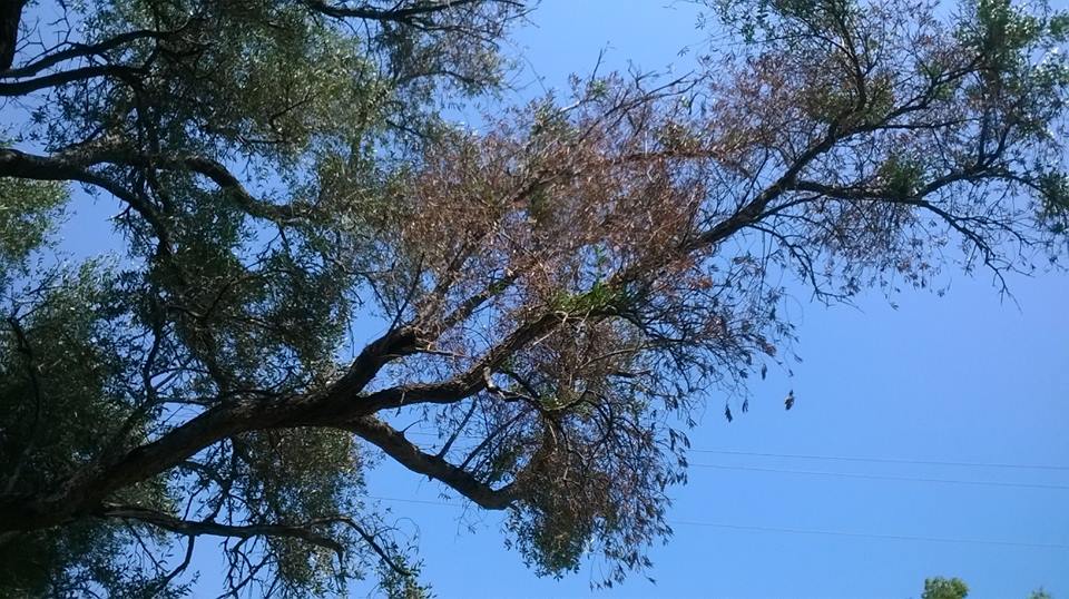 Domaine de Petricajola