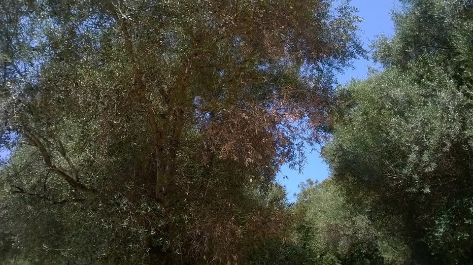 Domaine de Petricajola