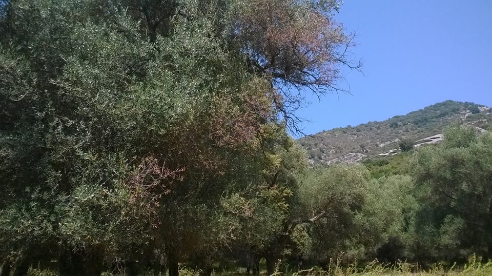 Domaine de Petricajola