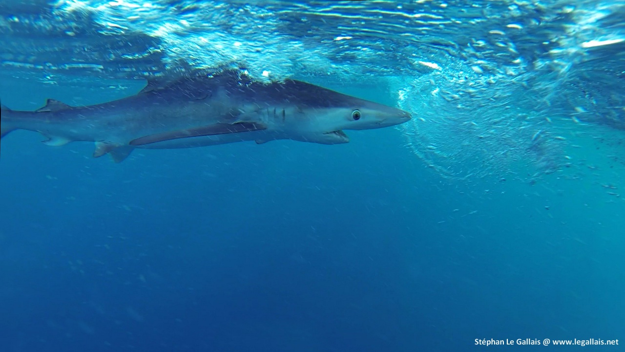 Requin peau bleue Bastia