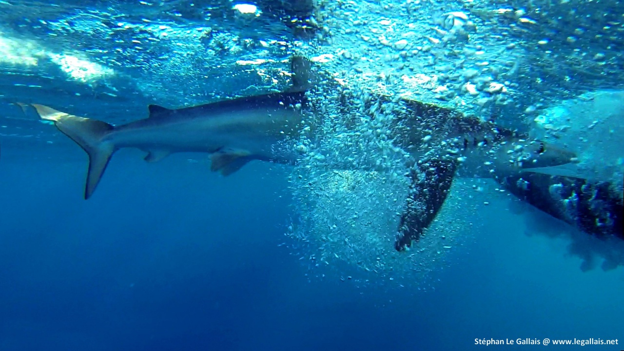 Requin peau bleue Bastia