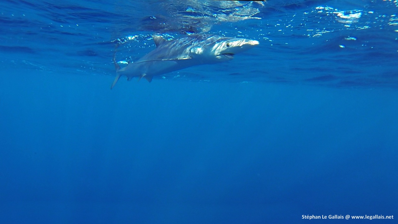 Requin peau bleue Bastia