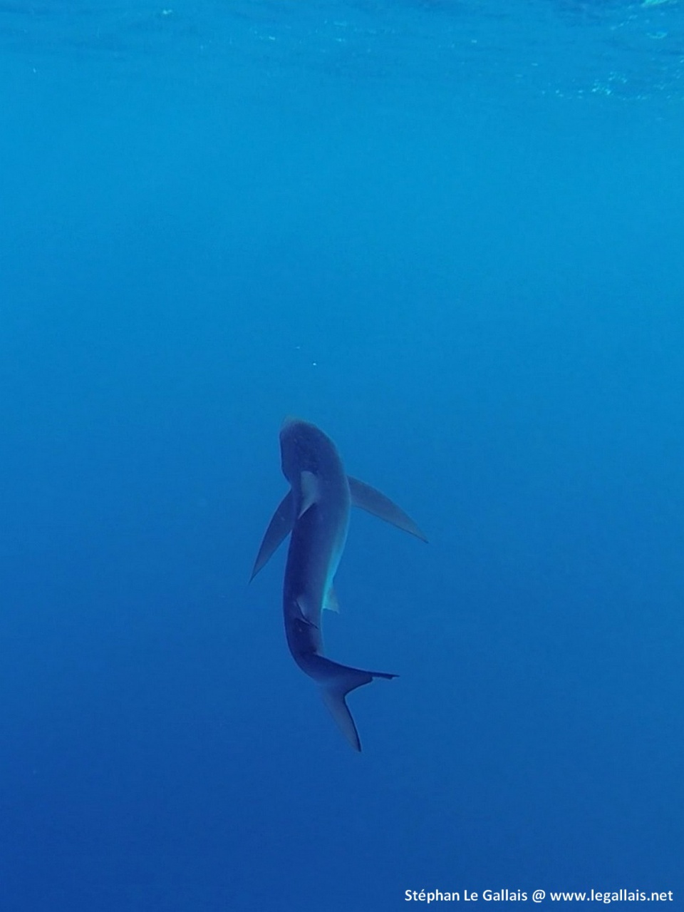 Requin peau bleue Bastia